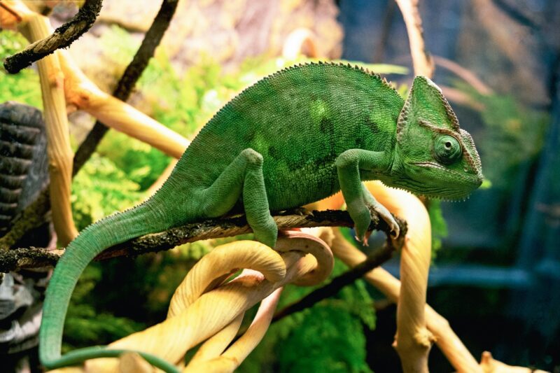 green chameleon sits on a branch close. Wild animals reptile