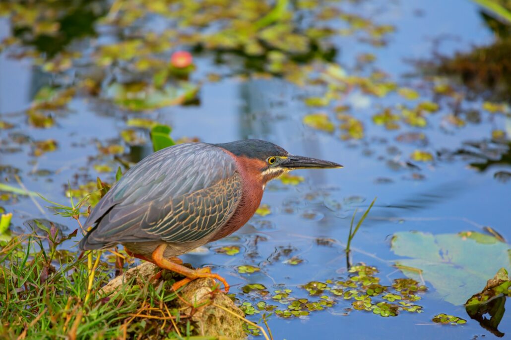 Green heron
