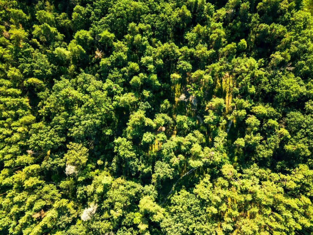 Green natural foliage forest in summer sunny day. Aerial view from the drone. Natural background