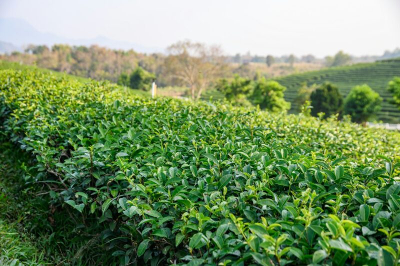 Green tea leaves in plantation