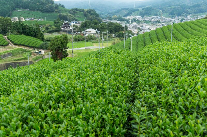 Green Tea plantation terraced farm
