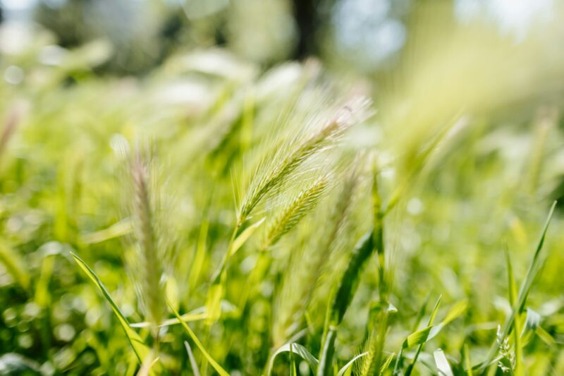 green wheat harvest close up