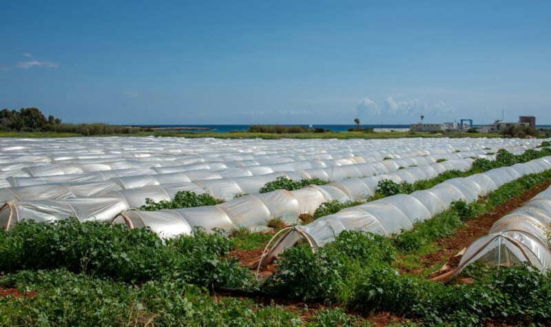 Greenhouse for growing vegetables near a coast. Agriculture farmland