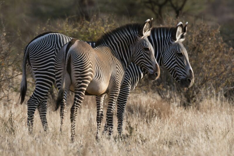 Grevy's zebra (Equus grevyi), Kalama Conservancy, Samburu, Kenya, Kenya, Africa