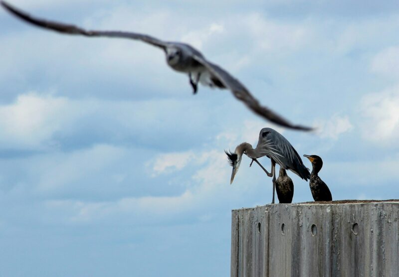 Grey heron with other birds standing on wooden dock structure with blue sky background & flying bird