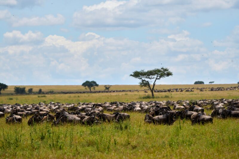 Group of buffaloes on a savannah together eating grass