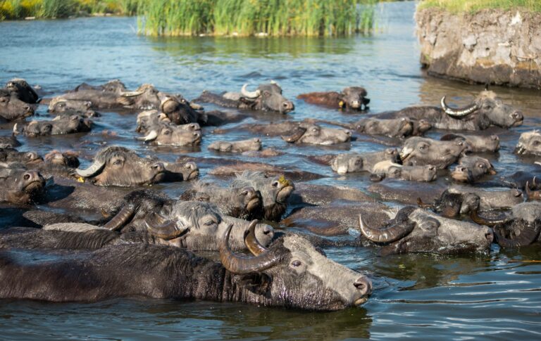 Group of neat crossing the river