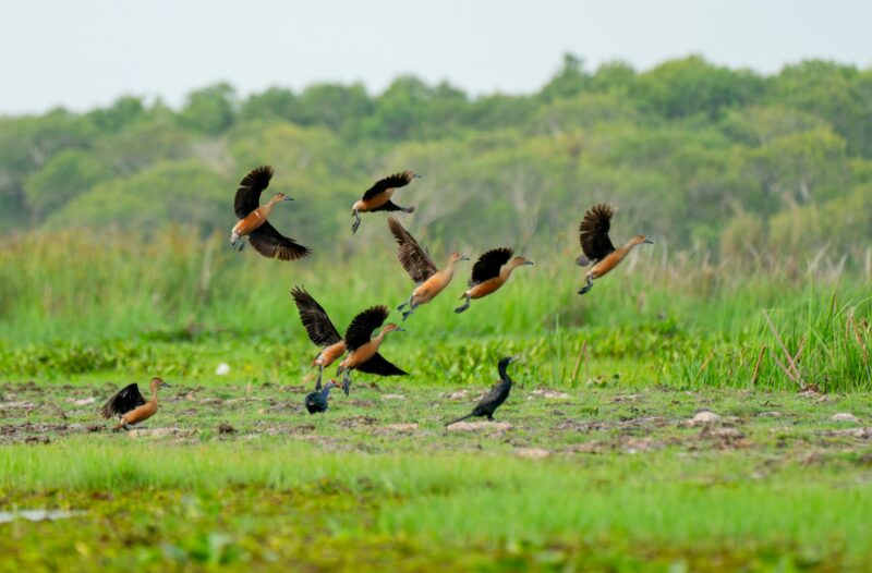 Group of whistling duck fly from grass field to sky near pond or water resirvior.
