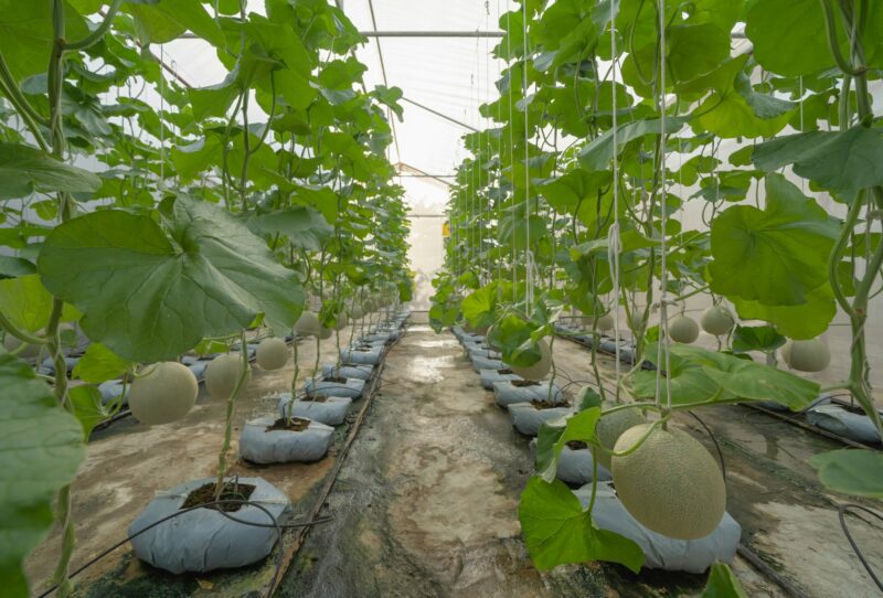 Growing fresh melon or cantaloupe in greenhouse farm. Organic fruits. Cultivation. Agriculture