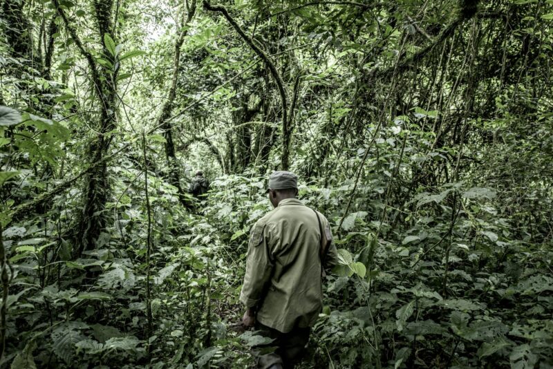 Guide in old growth forest in Nord Kivu, DRC