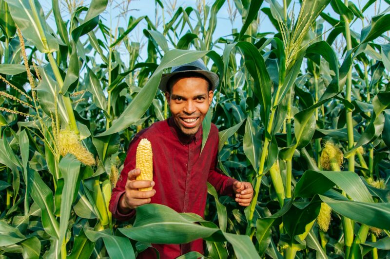 Happy african american farmer successfully shows sweet corn cobs during harvest time