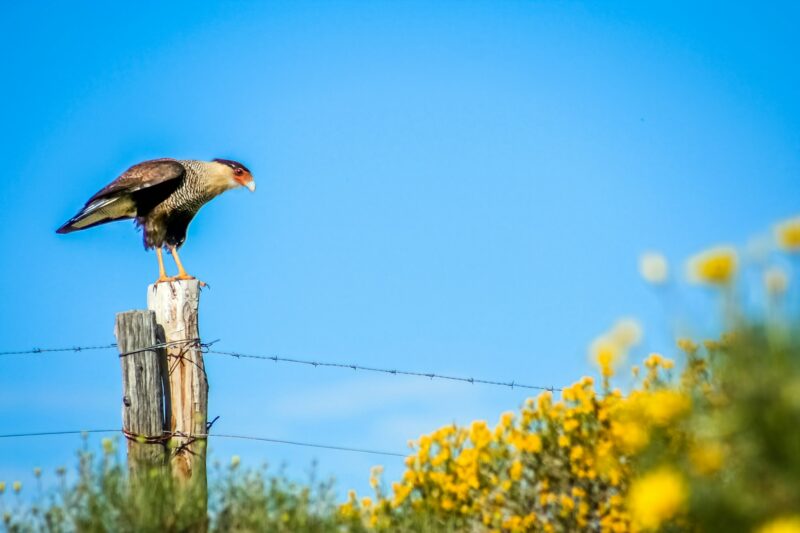 Hawk on a fence