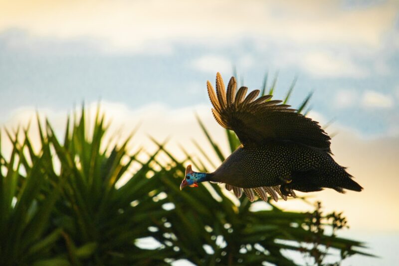 Helmeted African Guinea Fowl bird in mid flight at sunset with bush in the background.