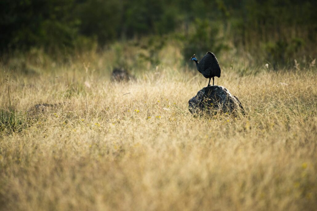 Helmeted Guineafowl (Numida meleagris) at Sosian Ranch, Laikipia County, Kenya