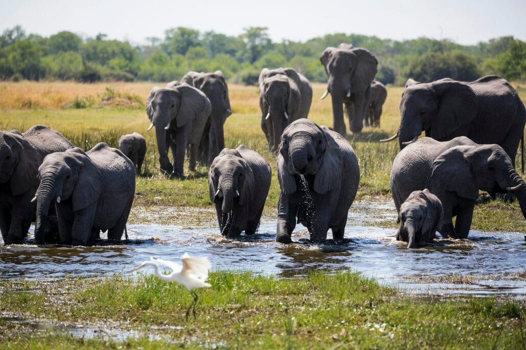 herd of elephants gathering at water hole, Moremi Game Reserve, Botswana