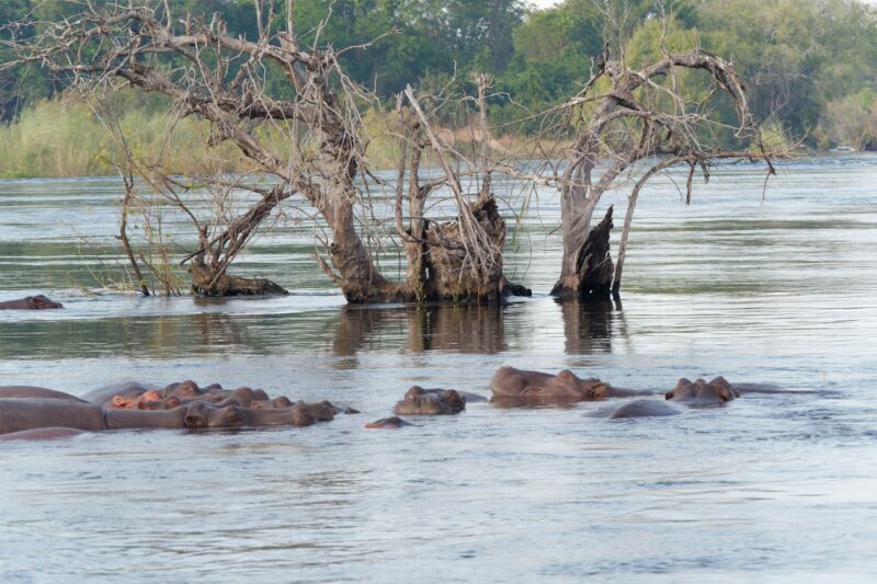 Herd of Hippopotamuses gliding through a Zambezi river, near Victoria Falls, Zimbabwe