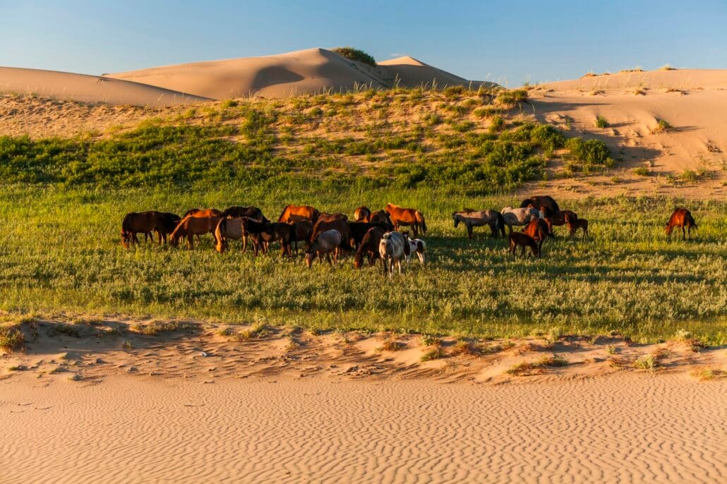 Herd of wild horses in the desert.