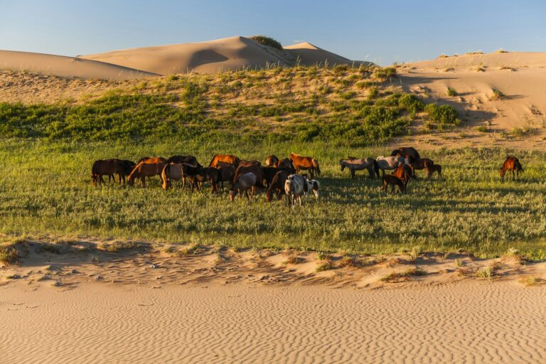 Herd of wild horses in the desert.