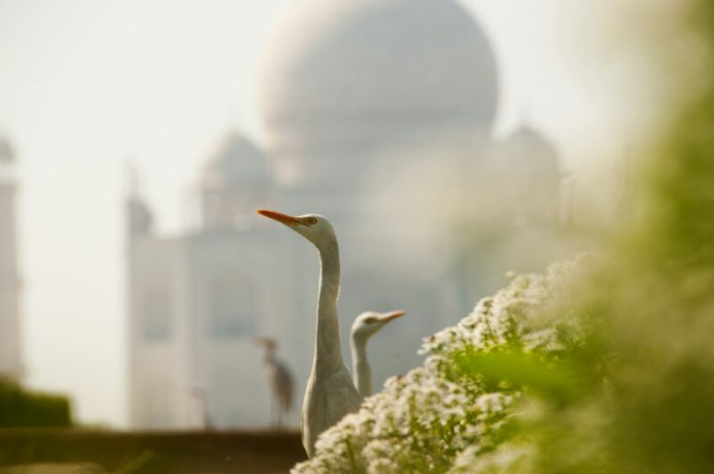 Heron birds on Taj Mahal background