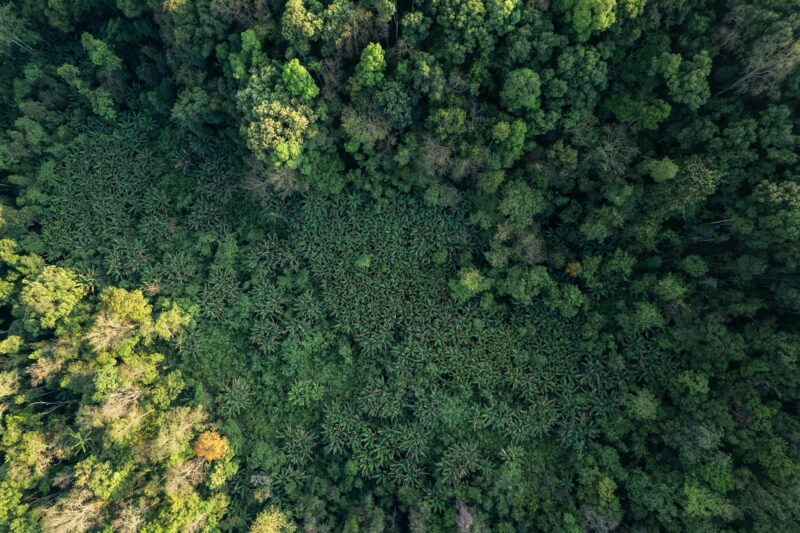 high angle tropical forest and road into the forest