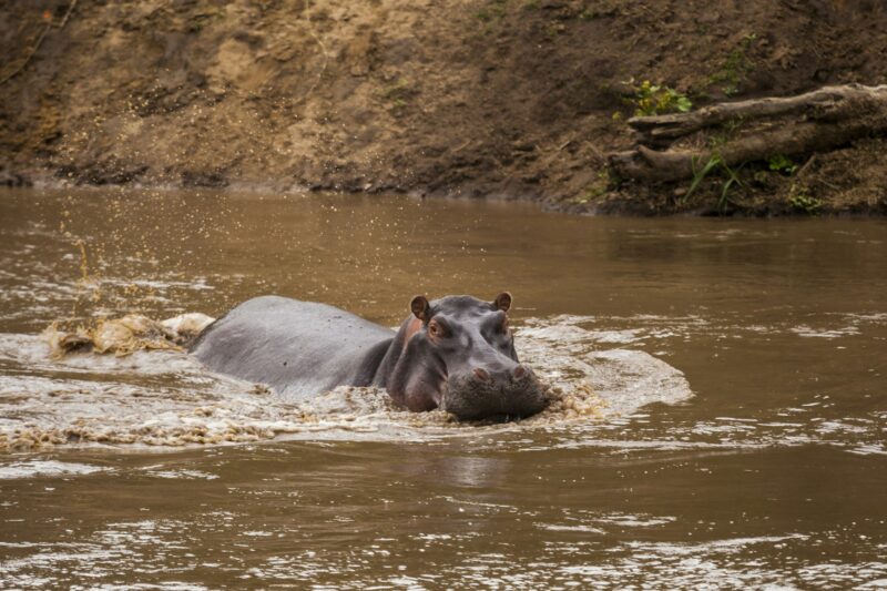 Hippo in the lake. Kenya National Park. Africa.