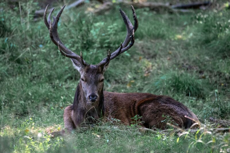 Huge Barbary stag lying on grasses in the woods