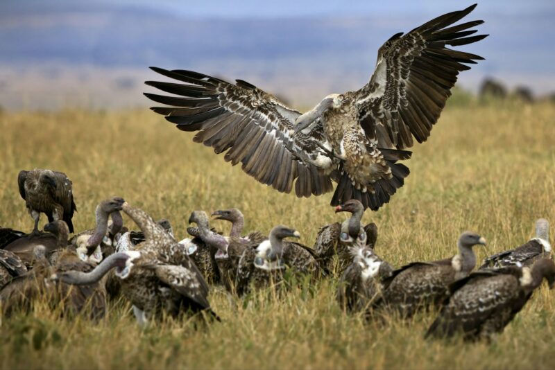 Huge vulture with its wings wide open approaching smaller birds of the same species on grassland