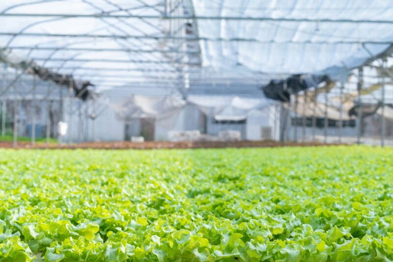 Hydroponic vegetable farm control with organic hydroponic method system.