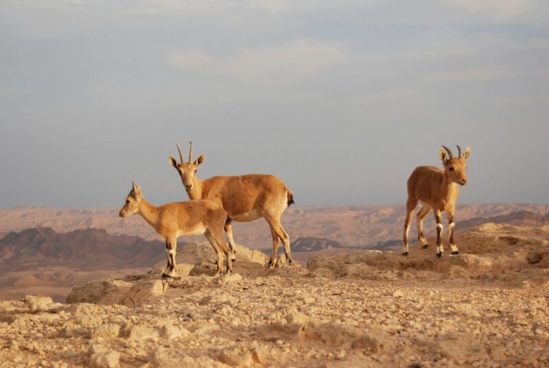 Ibex in the Negev in Israel, Mitzpe Ramon, Machtesh Ram