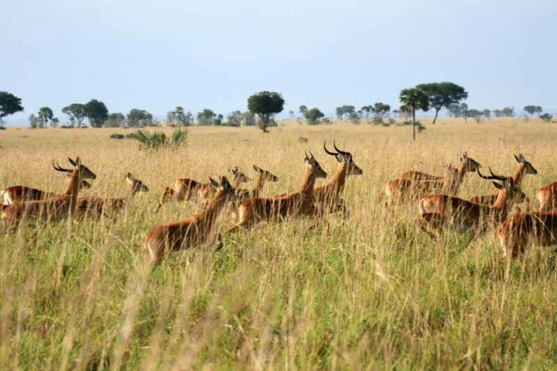 Impala Antelope, Uganda, Africa