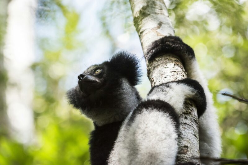 Indri aka Babakoto (Indri Indri), a large lemur in Perinet Reserve, Andasibe-Mantadia National Park,