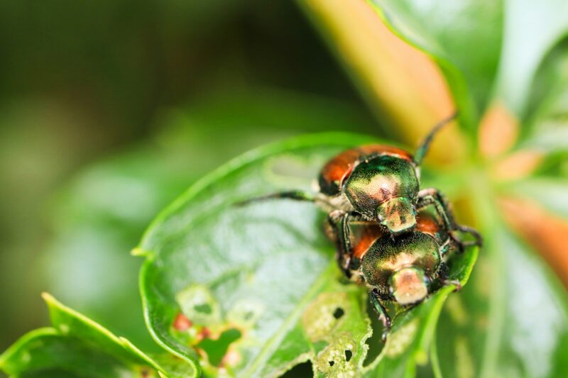 Japanese Beetle Invasive Species