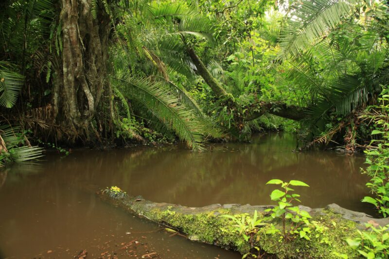 Jungle - Bigodi Swamps - Uganda