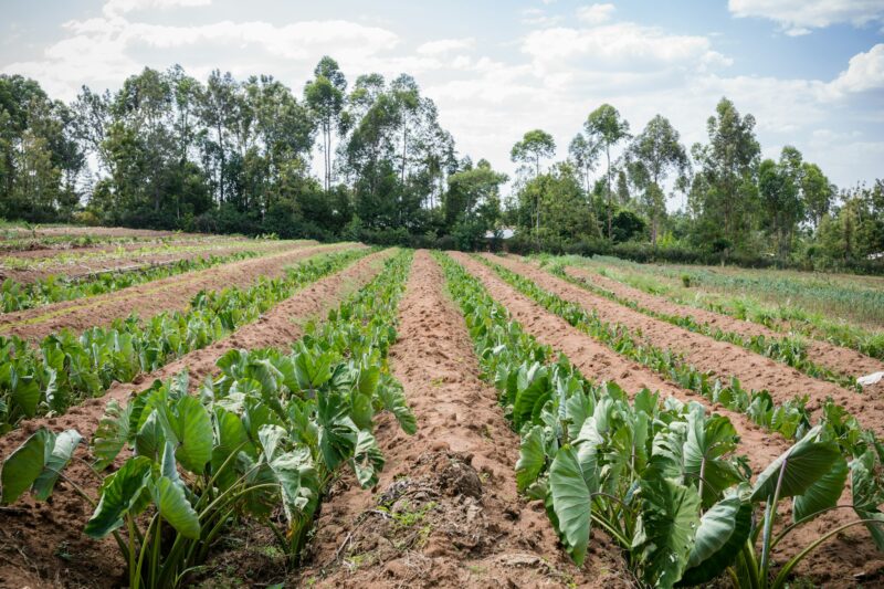 Kenya Images Pictures details shape farm farming field plants vegetations meadows landscapes Nairobi