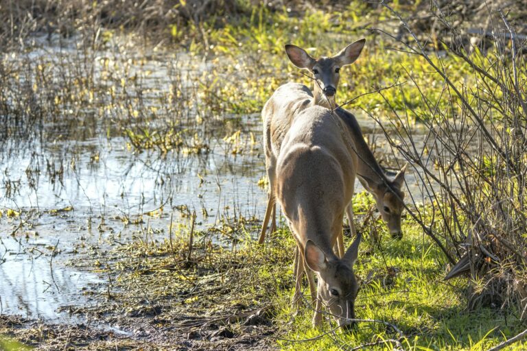 Key Deer in natural habitat in Florida state park