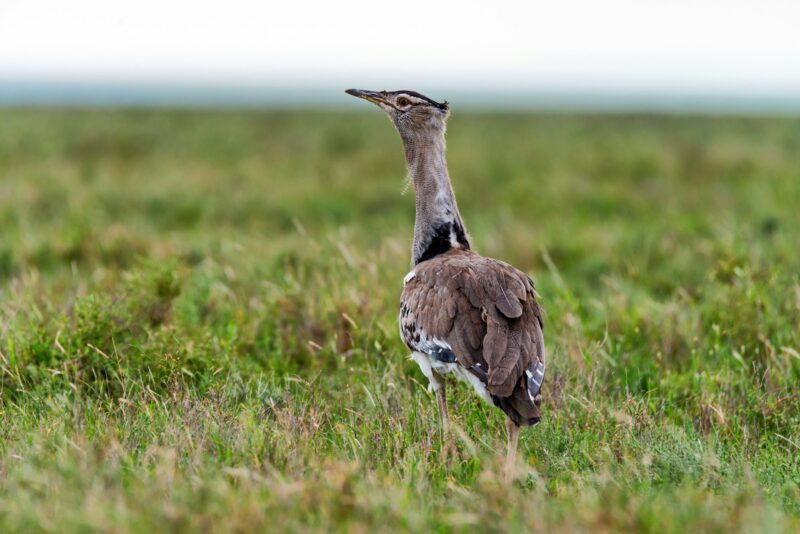 Kori bustard or Ardeotis kori in savanna