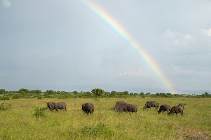 Landscape of Queen Elizabeth National, Uganda