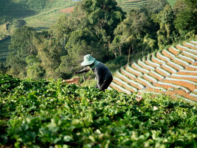 leaf green plant farmer tea nature plantation field agriculture harvest fresh asia
