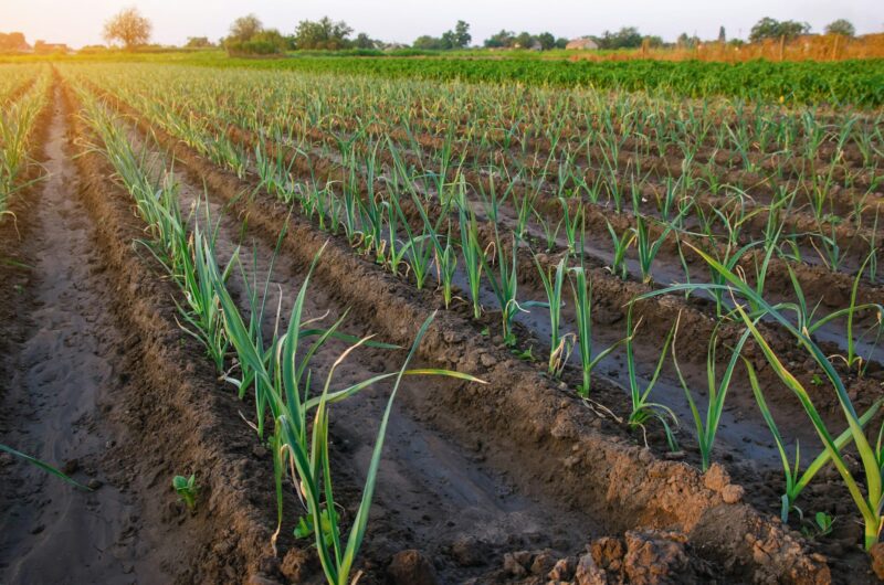 Leek plantation in a farm field. Industrial cultivation and food production.