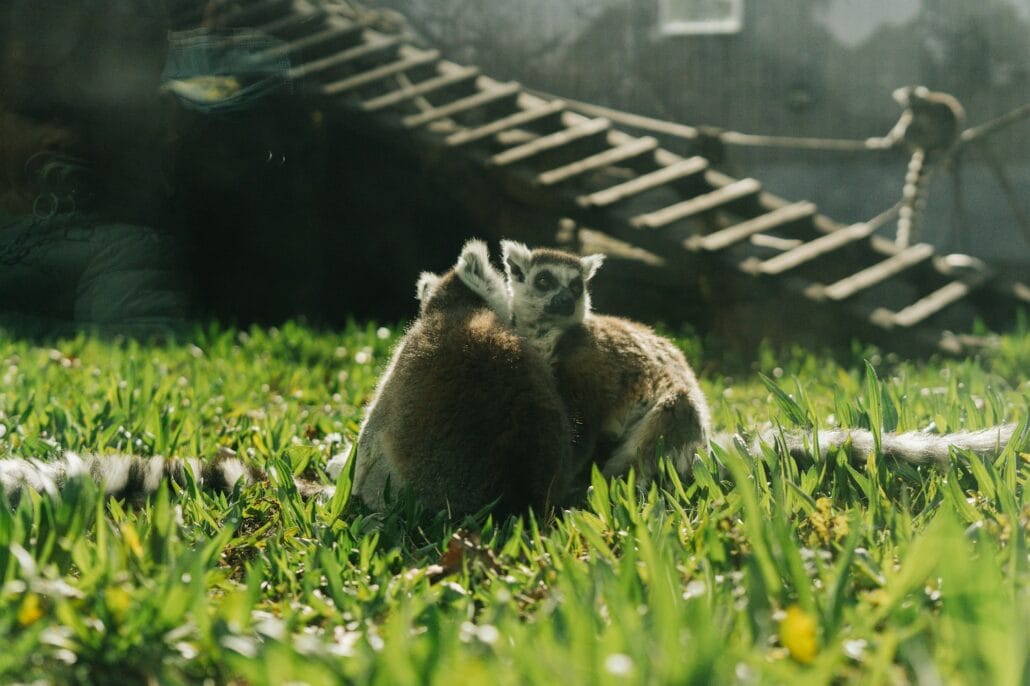 Lemurs on an artificial habitat