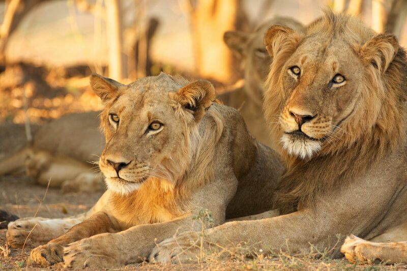 Lions (Panthera leo), Mana Pools, Zimbabwe