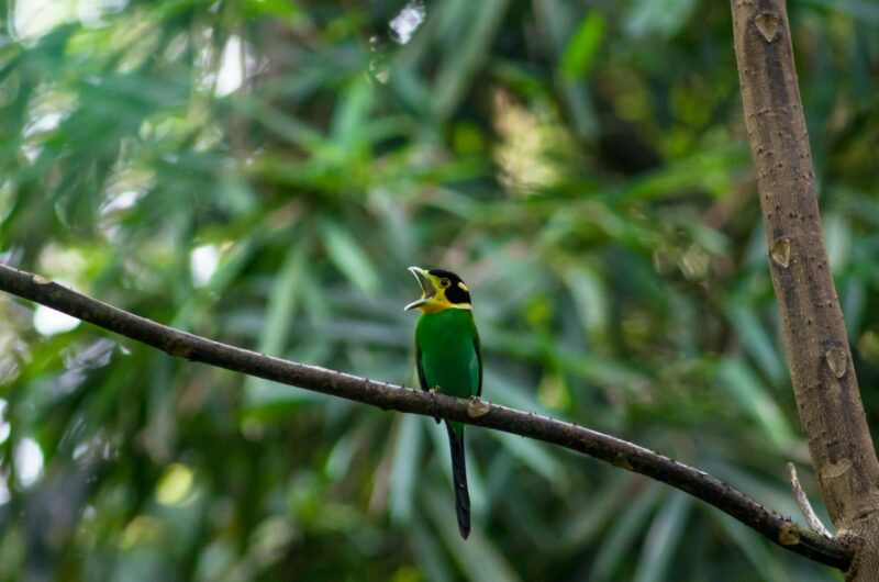 long tailed broadbill on the tree in the deep forest