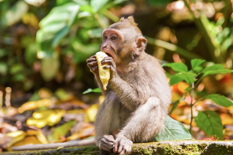 Long-tailed macaque eat banana