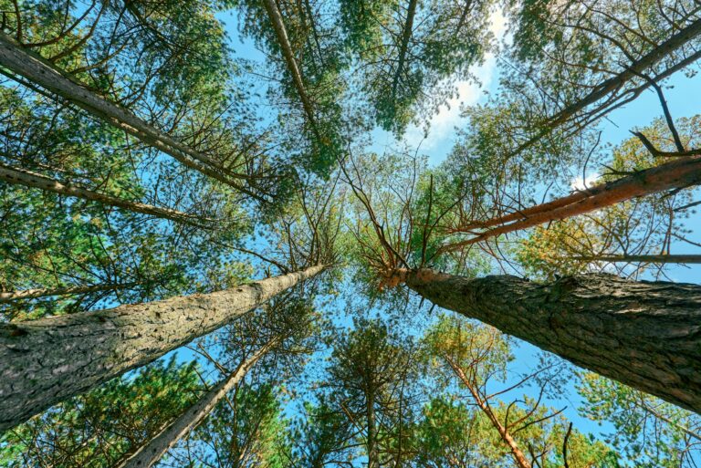 Low angle view of tall pine tree forest in autumn