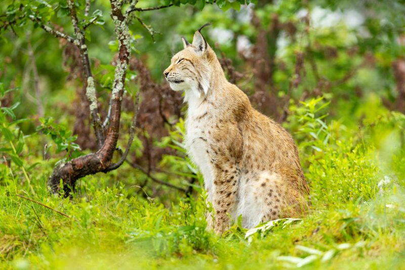 Lynx sitting in lush green forest, showcasing Scandinavian wildlife habitat