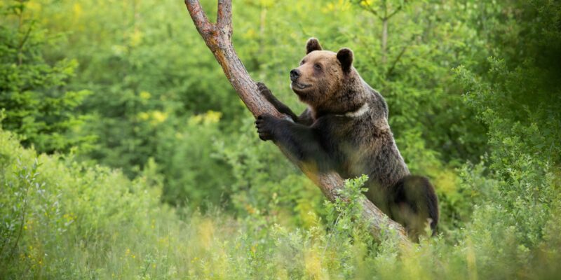Magnificent brown bear climbing on tree in summer