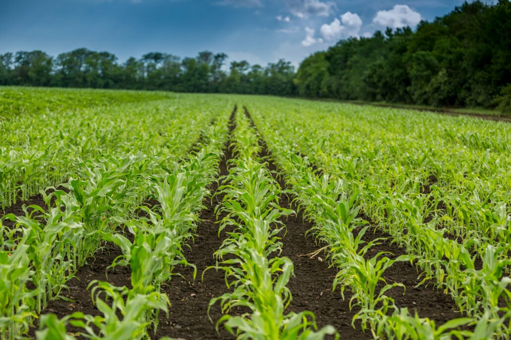 Maize seedling in the agricultural garden with blue sky
