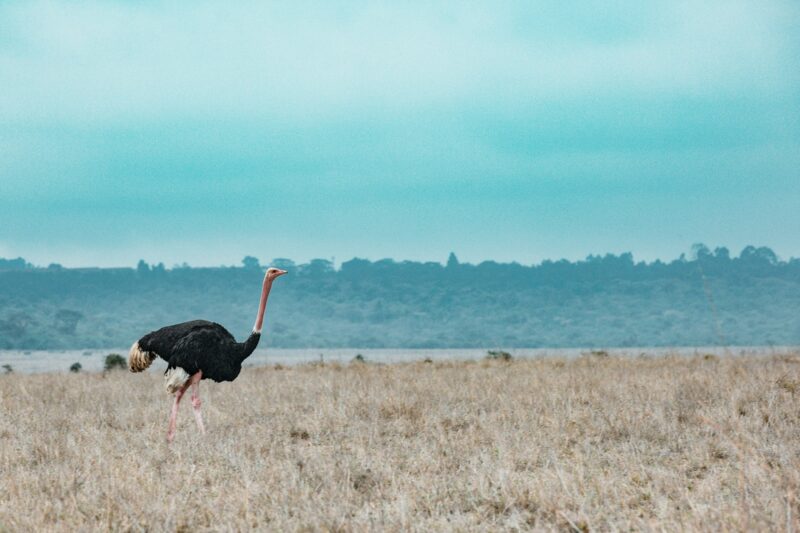 Male Ostrich Walking Wilderness Savannah Grasslands Nairobi National Park Kenyas Capital