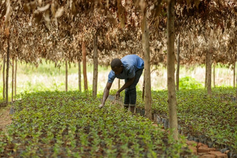 Male worker caring for coffee sprouts on a plantation