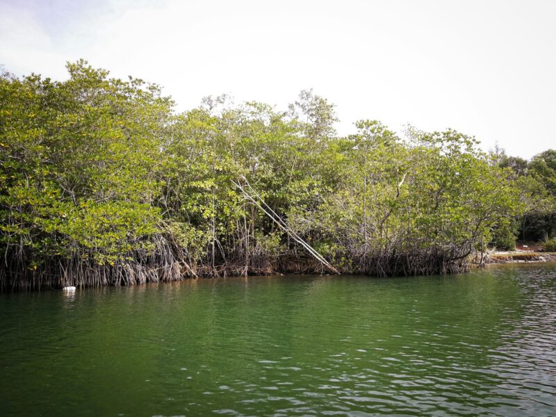 mangrove shrubs or small trees that grows in coastal saline or brackish water.